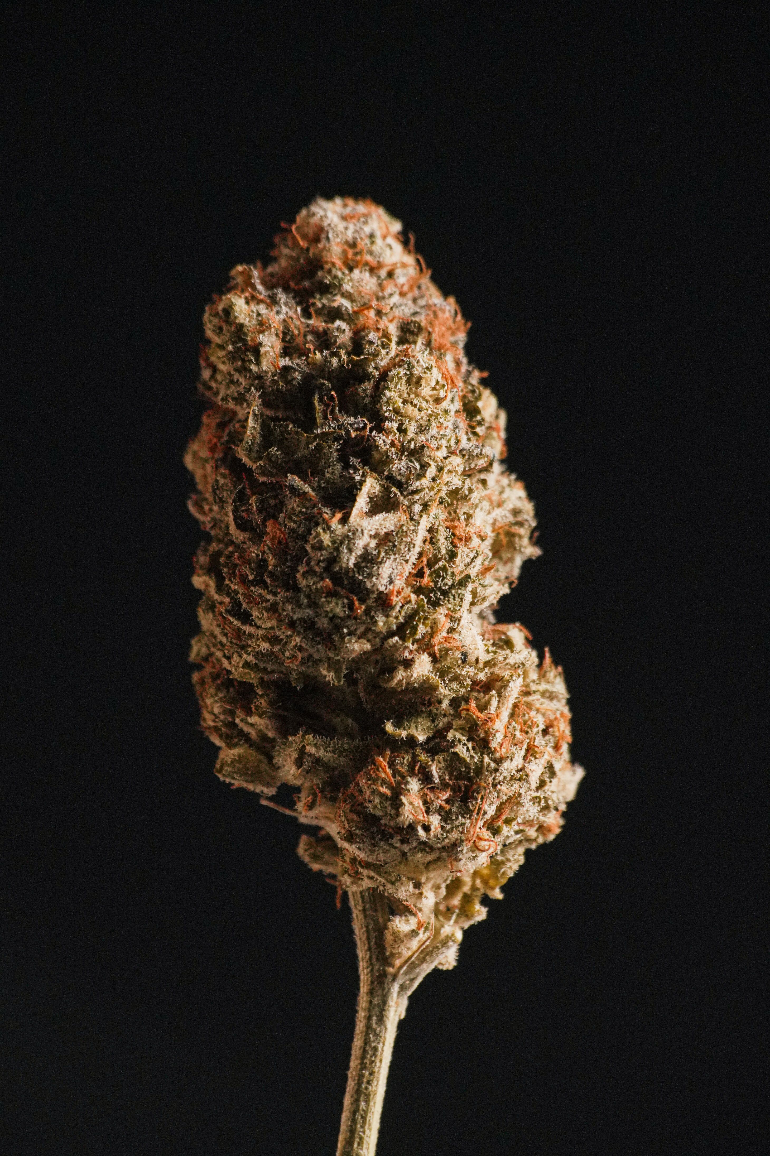 Sunset Sherbert 3.5g