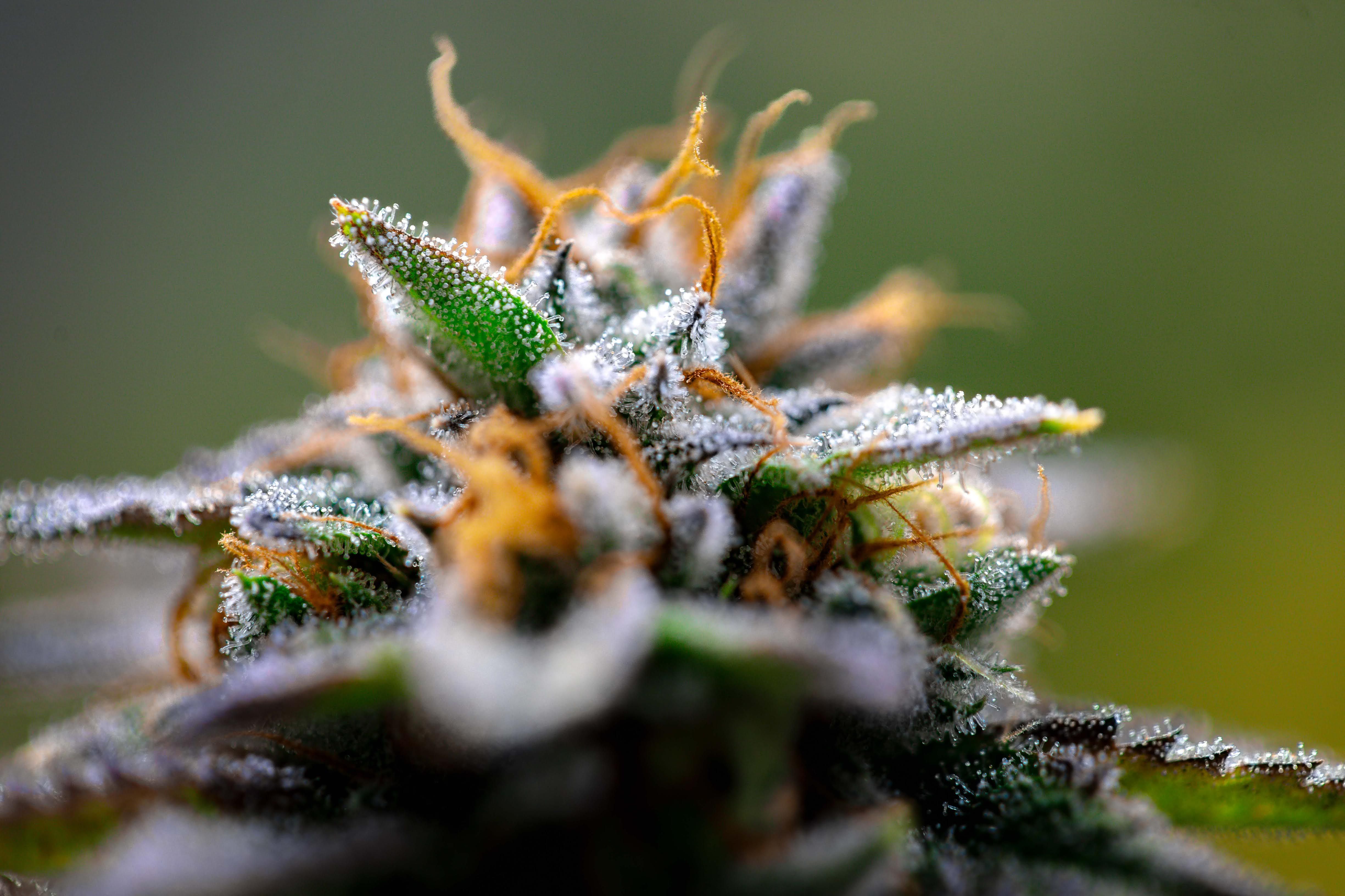 Afghan Gas AAAA - Indica