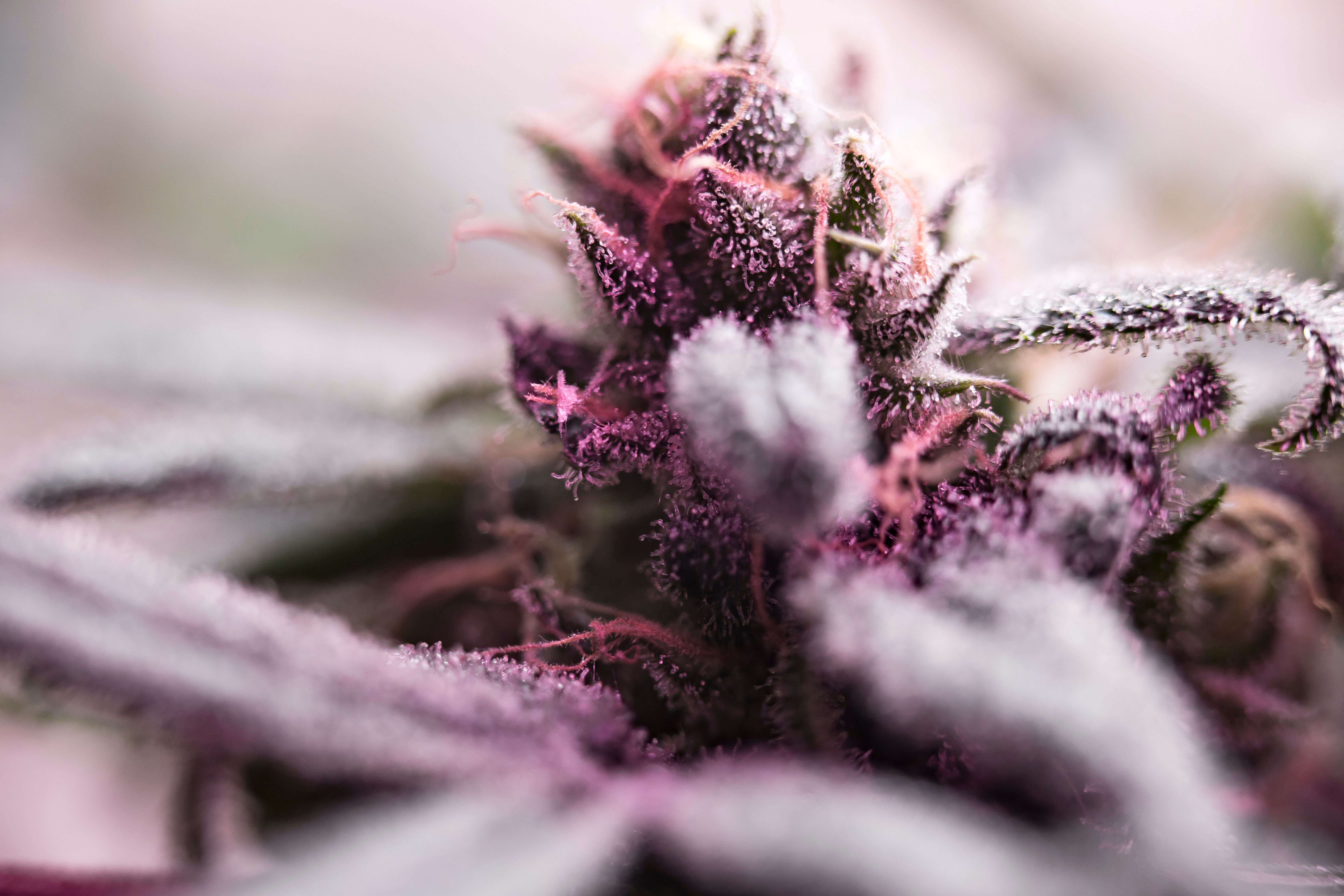 ASTRO PINK AAAAA + 7g Indica