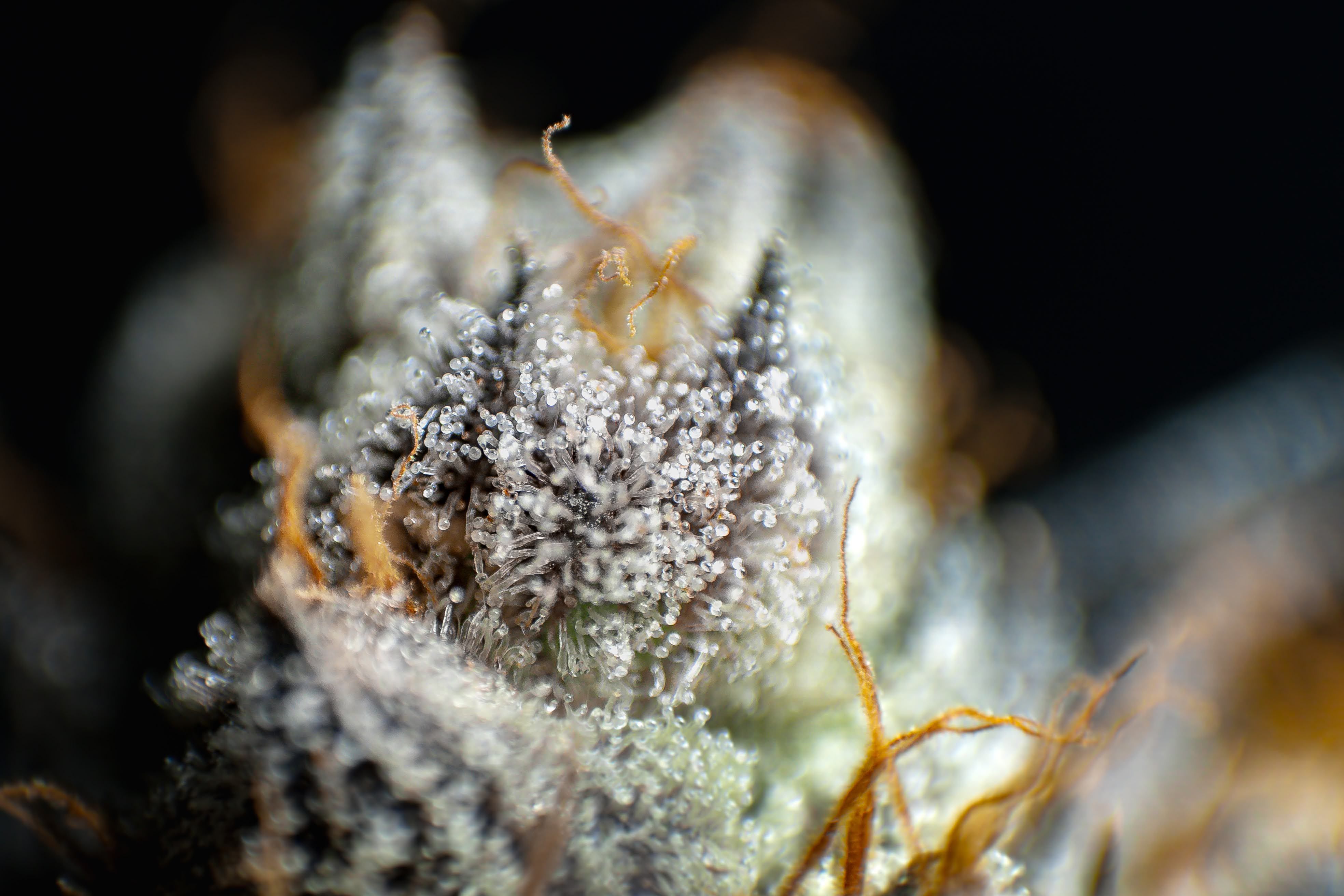 Hooti Extracts THC-A Diamonds