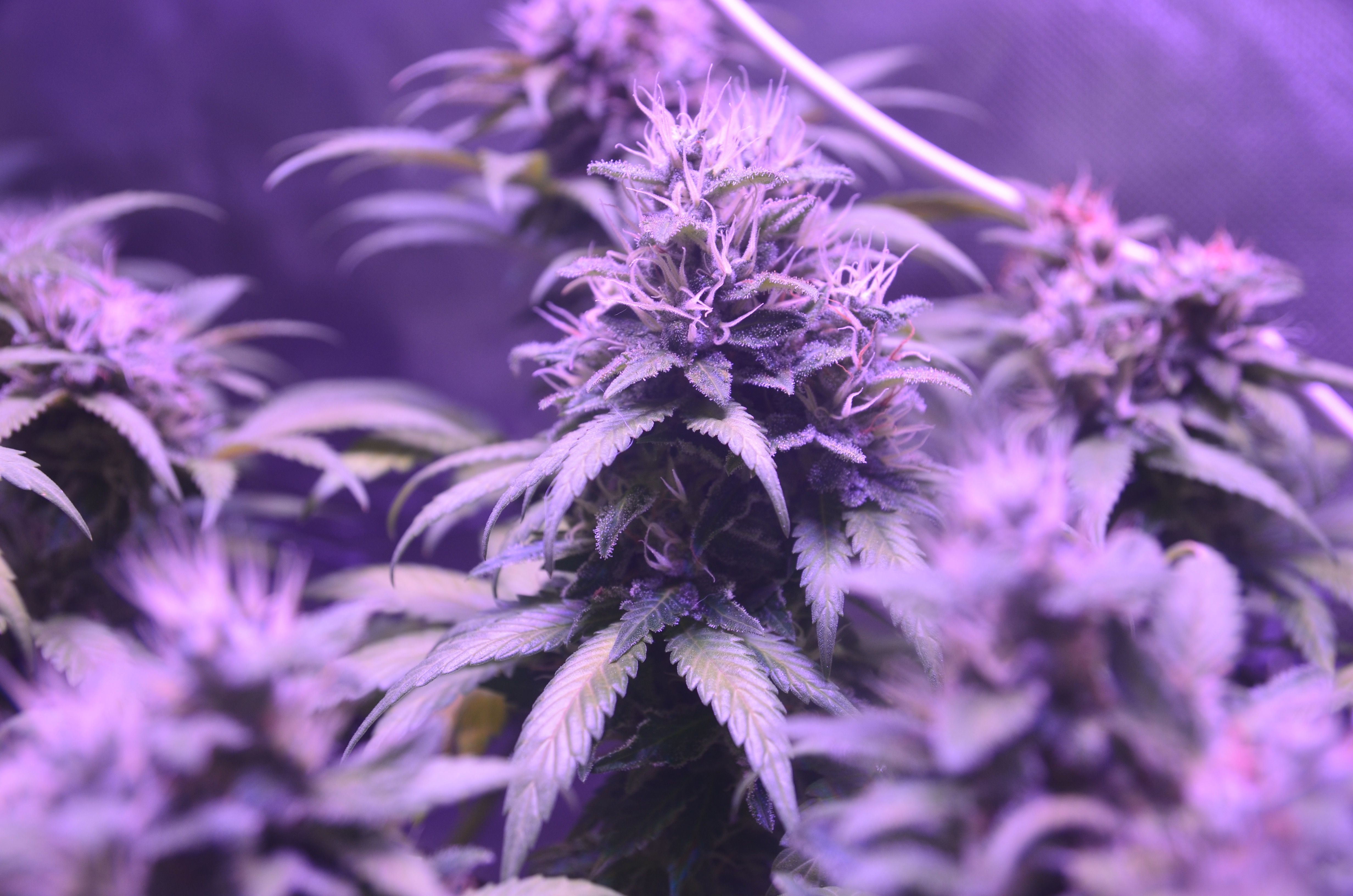 Pink Kiss AAAA Indica